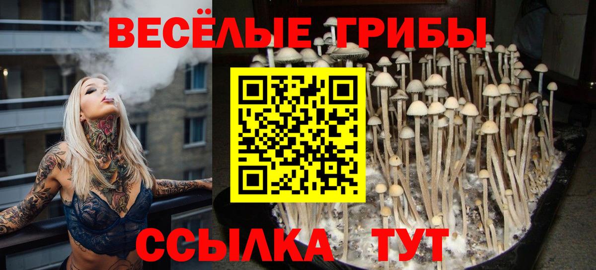 Псилоцибиновые грибы мицелий Выборг